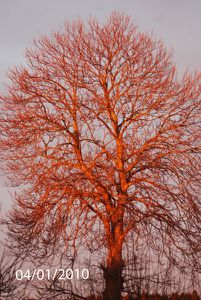 arbre-040110-010