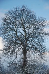 arbre-010
