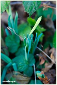Premieres jonquilles 2011 Foret Halatte d