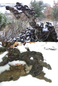 montner sous la neige 40