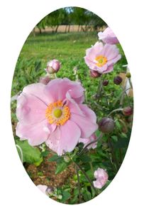 3-anemones-japon.jpg