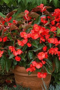 begonia-dragon