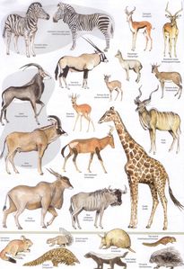 etosha 7
