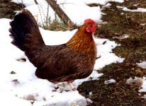 Pictave poule2 photo G JOUVE