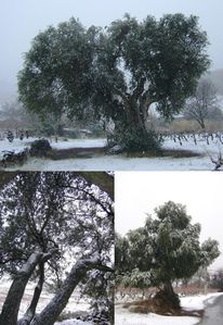 montner sous la neige 44
