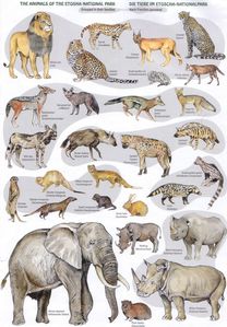 etosha 6