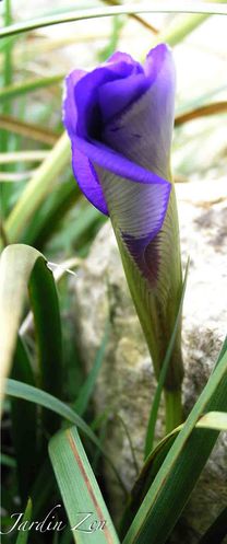 cornet d'IRIS