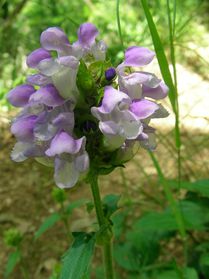 BrunelleGdeFleurs_Prunella grandiflora_ juin2012 Cubservies Roquefere