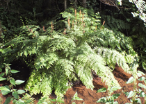 Osmundaceae - Osmonde royale (Osmunda regalis)
