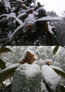 montner sous la neige 58