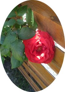 rose