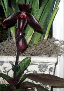 orchidees 1791