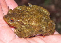 Bufonidae-Bufo bufo-Crapaud commun-20140207-Iffendic-Mare-A