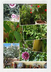 jardin3aout119h