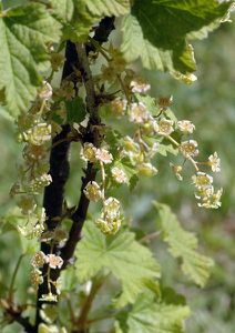 grades-fleurs-2010-100.jpg