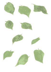 feuilles-tilleul-vertes.jpg