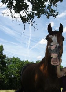 cheval baille dents
