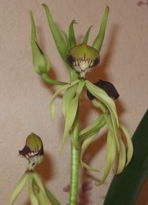orchidees-1794.JPG