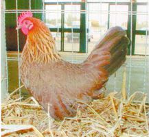 Pictave Mr J.PINEAU