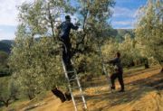 Cueillette_olives___Valerie_Loubet_t.jpg