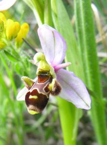orchidee-trompe-abeille.jpg