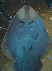 swakopmund aquarium