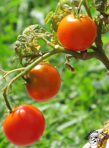 Tomaten-1.1.jpg