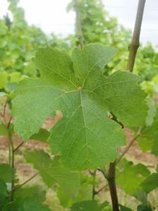 feuille-folle-blanche.JPG