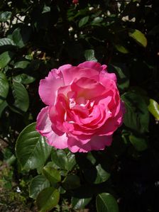 Vente mai2010 (16)