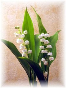 muguet-002.jpg