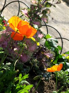 Pavots 2