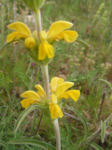 Phlomis lychnite-Fitou-mai 2013