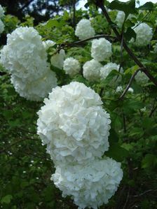 boule de neige (2)