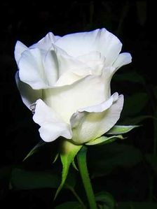 fleur-copie-1.jpg