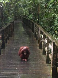 Singe sous la pluie