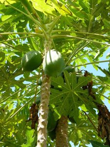 P fruit papayer