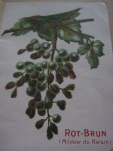 Bolduc-6068.JPG