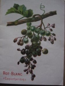 Bolduc-6070.JPG