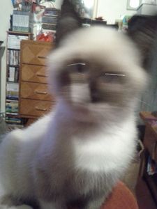 Animaux-de-la-maison-20131002_194906.jpg