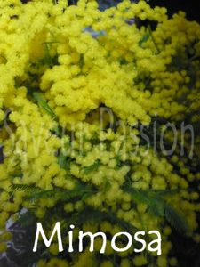 mimosa.jpg