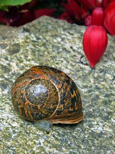 Gasteropode-escargot-jardin breton