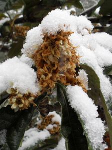 montner sous la neige 59