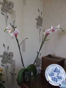 orchidee-seb-et-hess.JPG