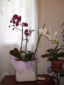 orchidees-Isa.JPG