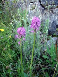2010-05-20-St Cezaire sur Siagne-14