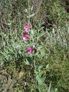 2010-05-20-St Cezaire sur Siagne-16
