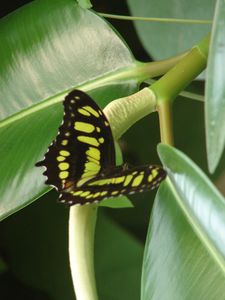 La Serre aux Papillons 10