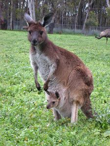 marsupiaux kangourou