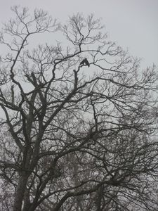 l'arbre