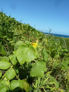 Fiji-Sigatoka-18 avril 2013-Triumfetta procumbens